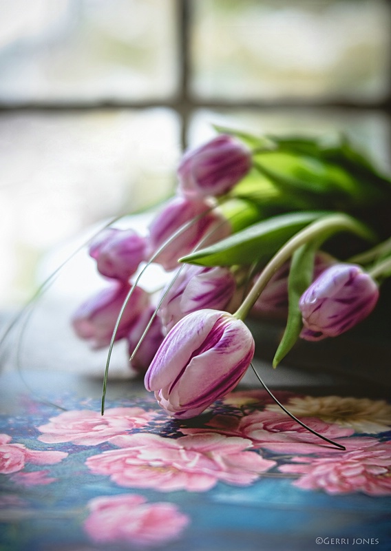 Tulip Bouquet In Window Light