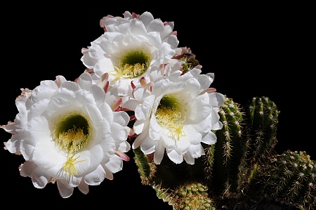 Spring Cactus Flowers