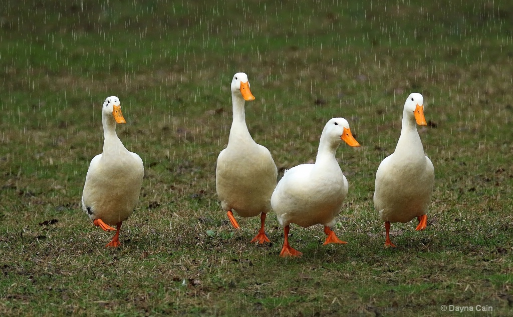 Line Dancing