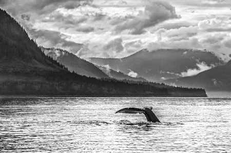 Humpback Tail     