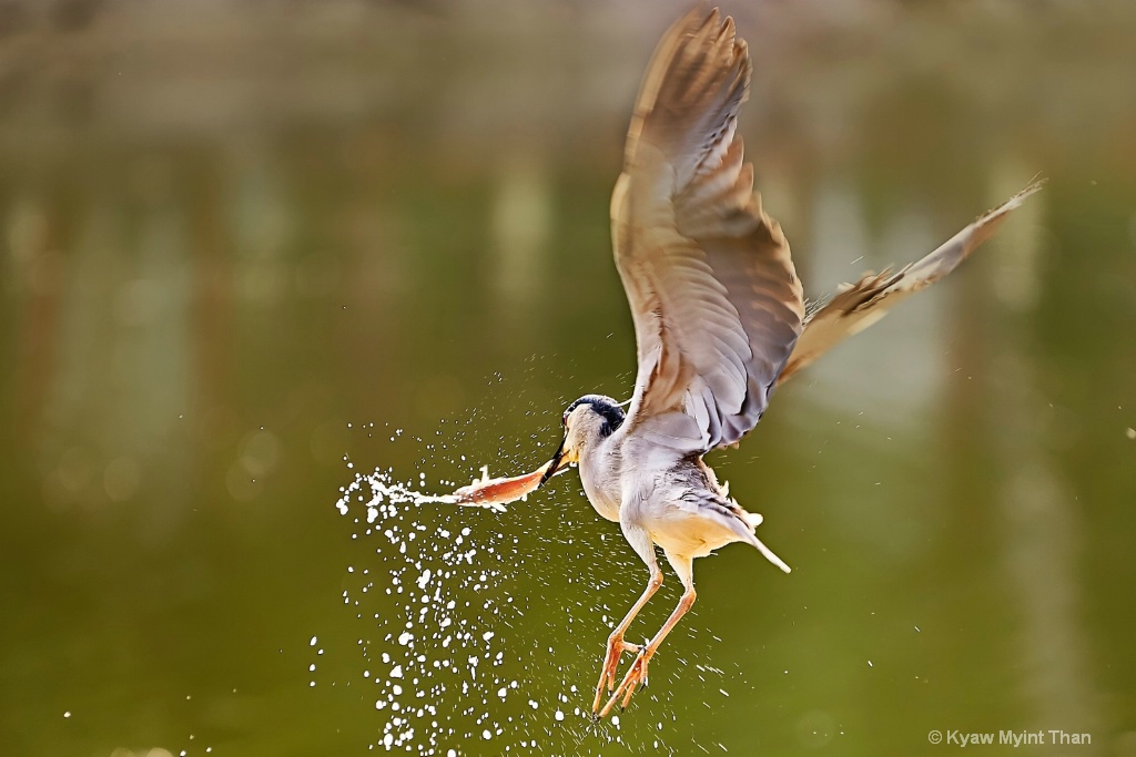 Egret