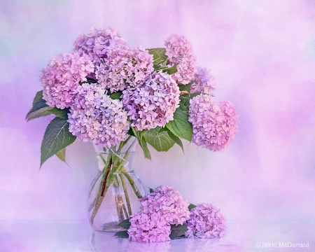 Pink Hydrangeas