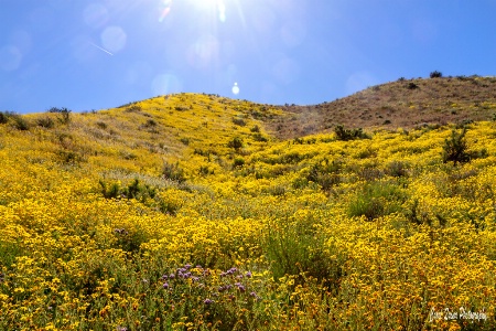 Wild ~ Wonderful ~ California