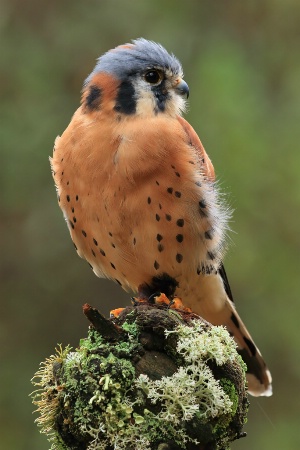 American Kestral