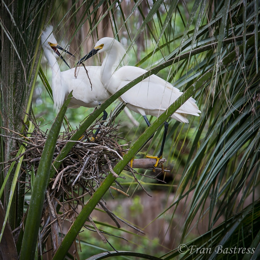 Egrets, St. Augustine Alligator Farm - ID: 15561903 © Fran  Bastress