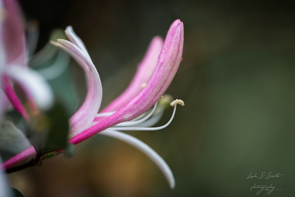 hooray for honeysuckle