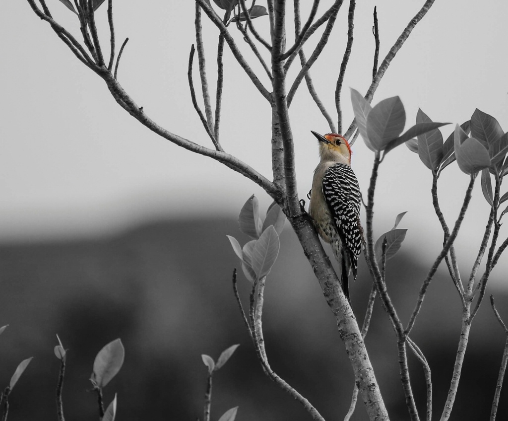 Red-bellied woodpecker