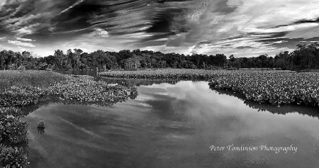 Kenilworth Aquatic Gardens, Washington, D.C.