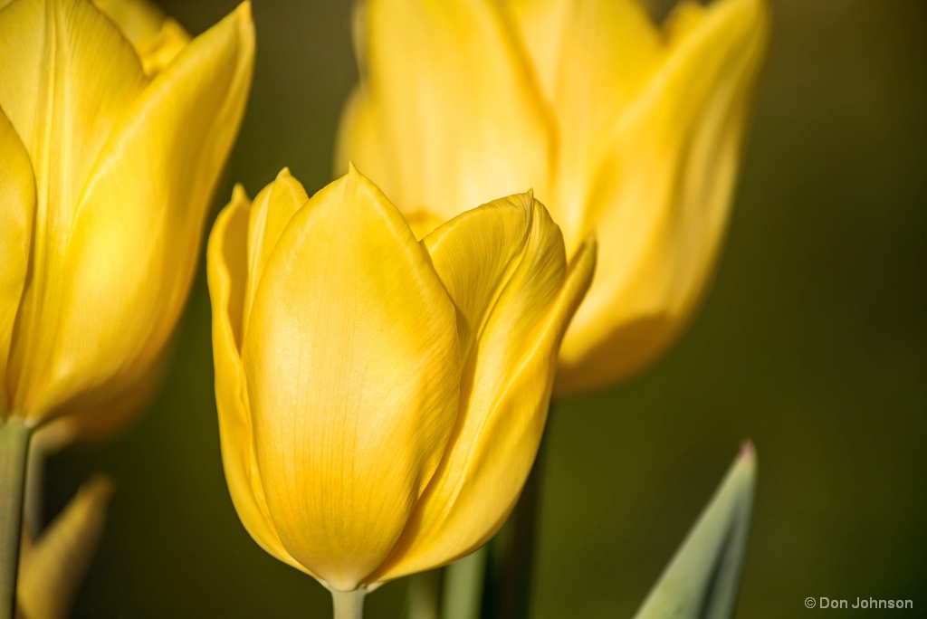 Spring Tulips 4-11-18 215