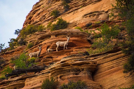Mountain Goat Family at Zion National Park
