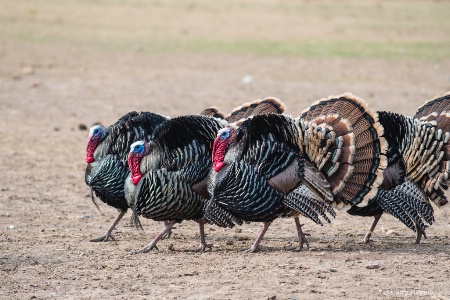 Wild Turkeys