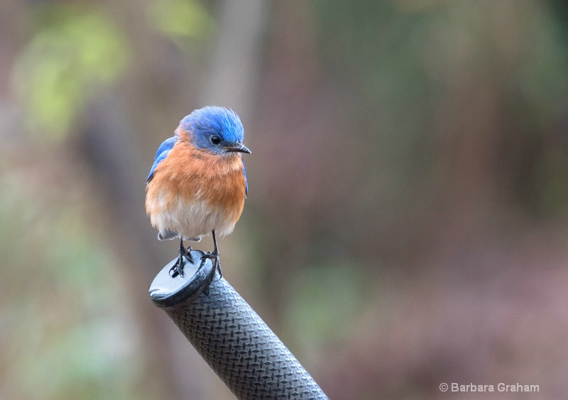 Bluebird at the Park