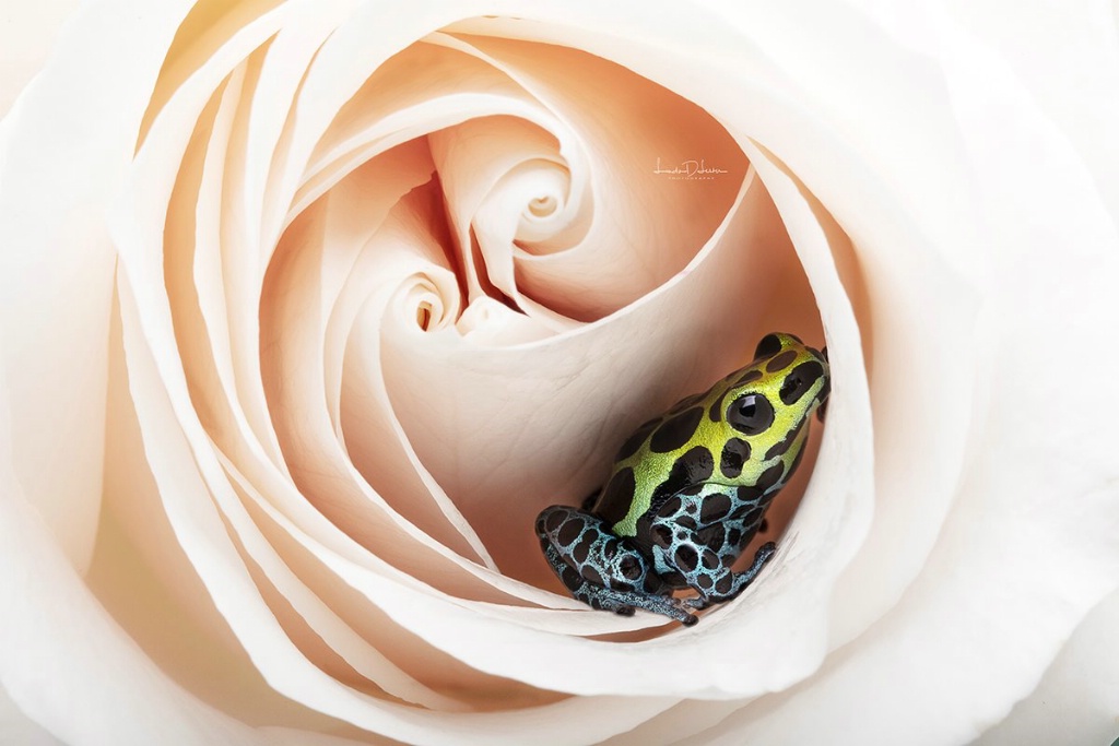 Dart Frog Sitting in a Rose