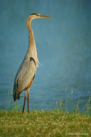 Heron at Halleck