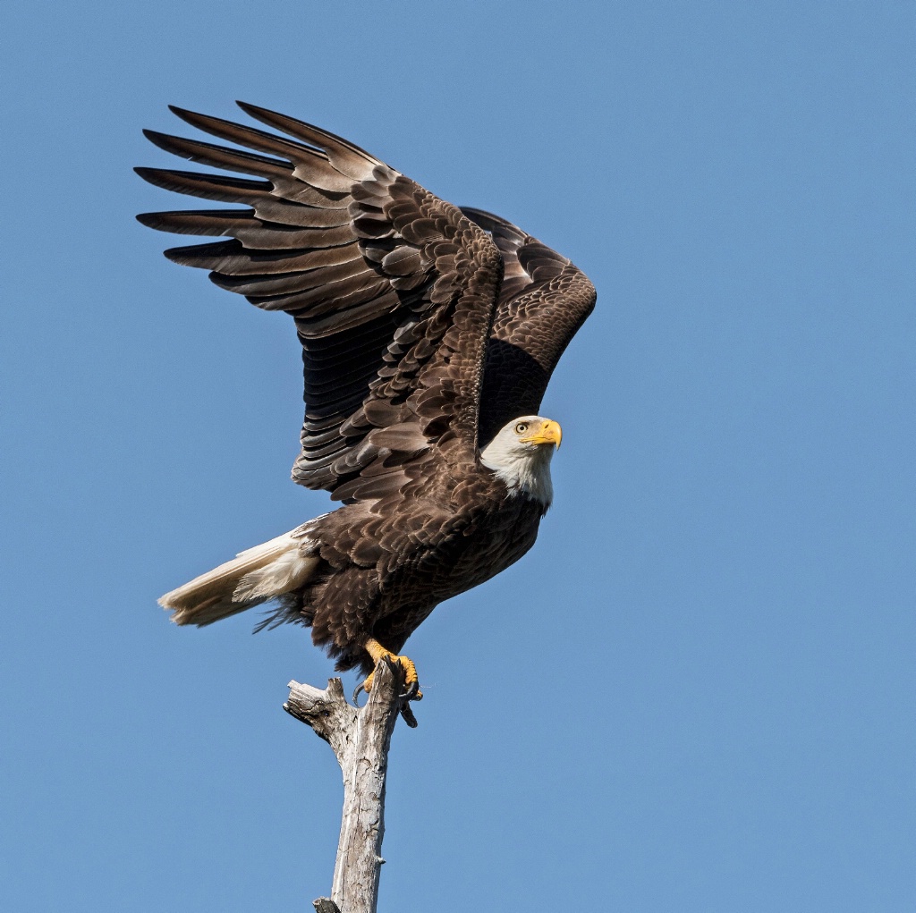 Eagle #33 - ID: 15590859 © Michael Cenci