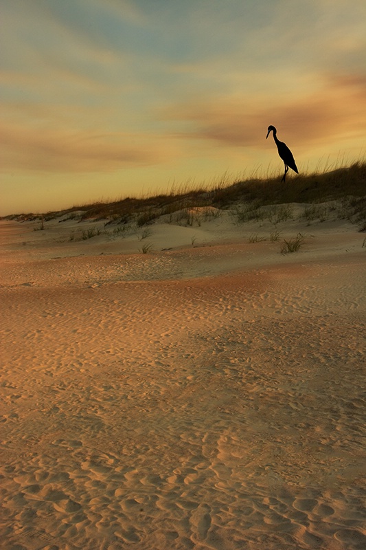 Watcher on the Dunes