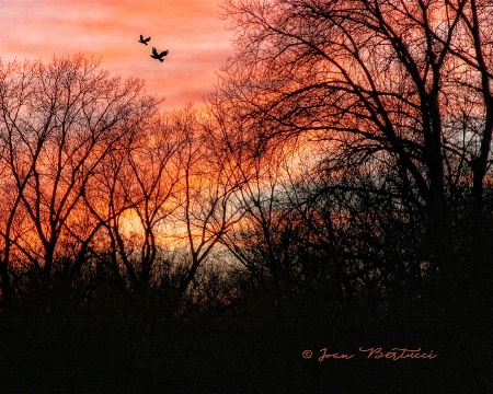 Sunset Silhouettes