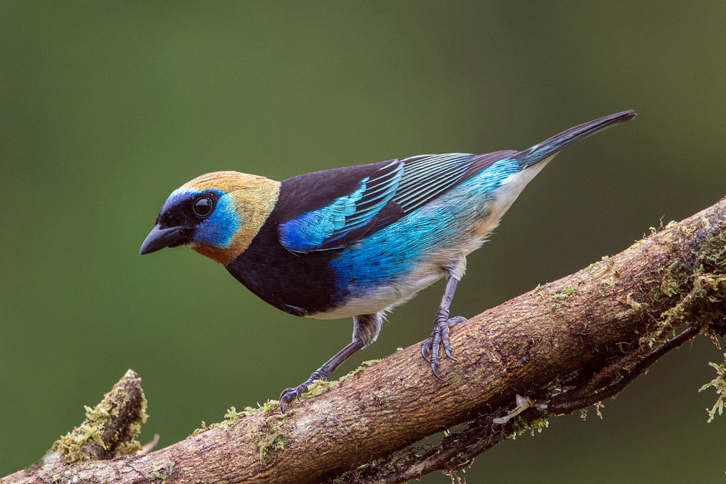 Golden Hooded Tanager