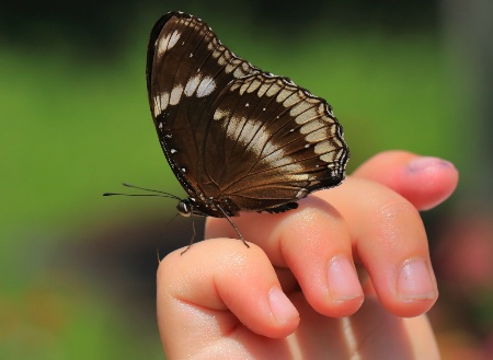 Butterfly Kiss