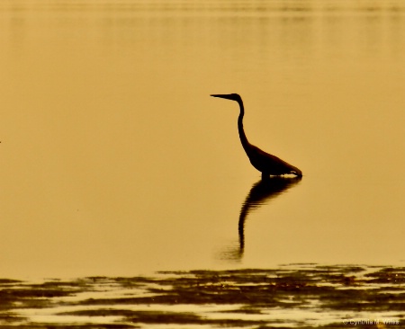 Heron in the Twilight Zone