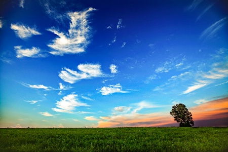 Lonely Tree and the sky