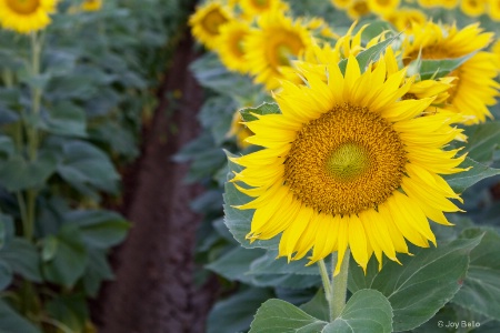 Sunny Sunflower