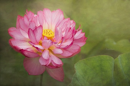 The Lotus