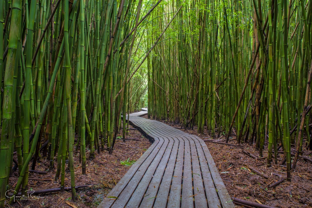 ~Bamboo Forest~