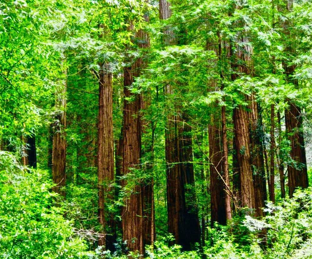 Muir Woods