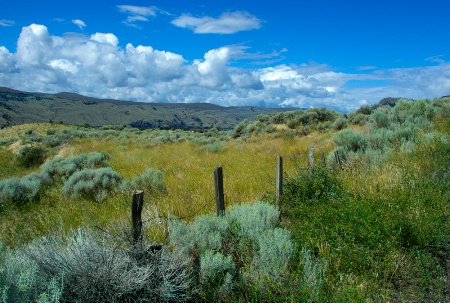 Sagebrush and Fence 