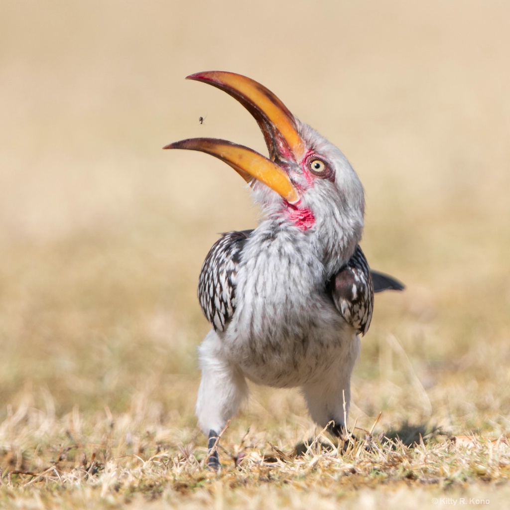 The Yellow Hornbill and the Ant