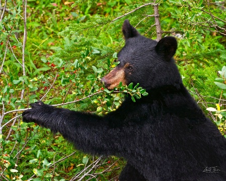 Love These Berries