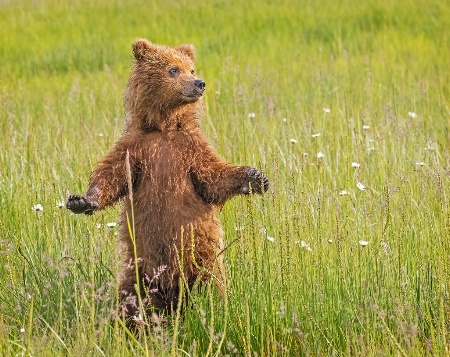 Dancing In The Daisies  