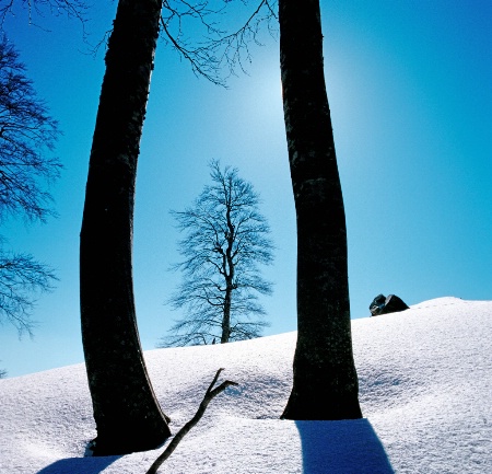 Framing the brother tree.