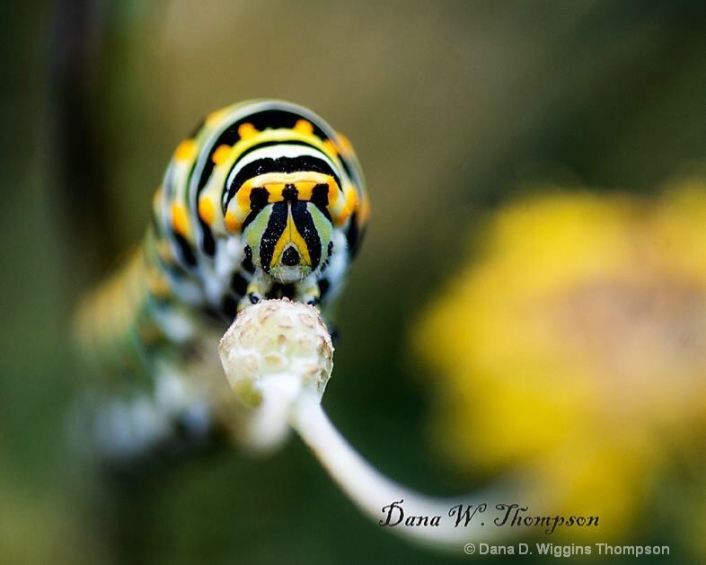 Black swallowtail caterpillar 