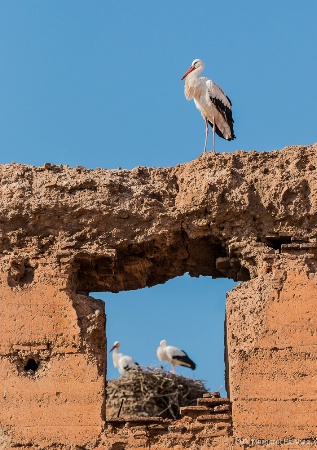 Storks Nesting