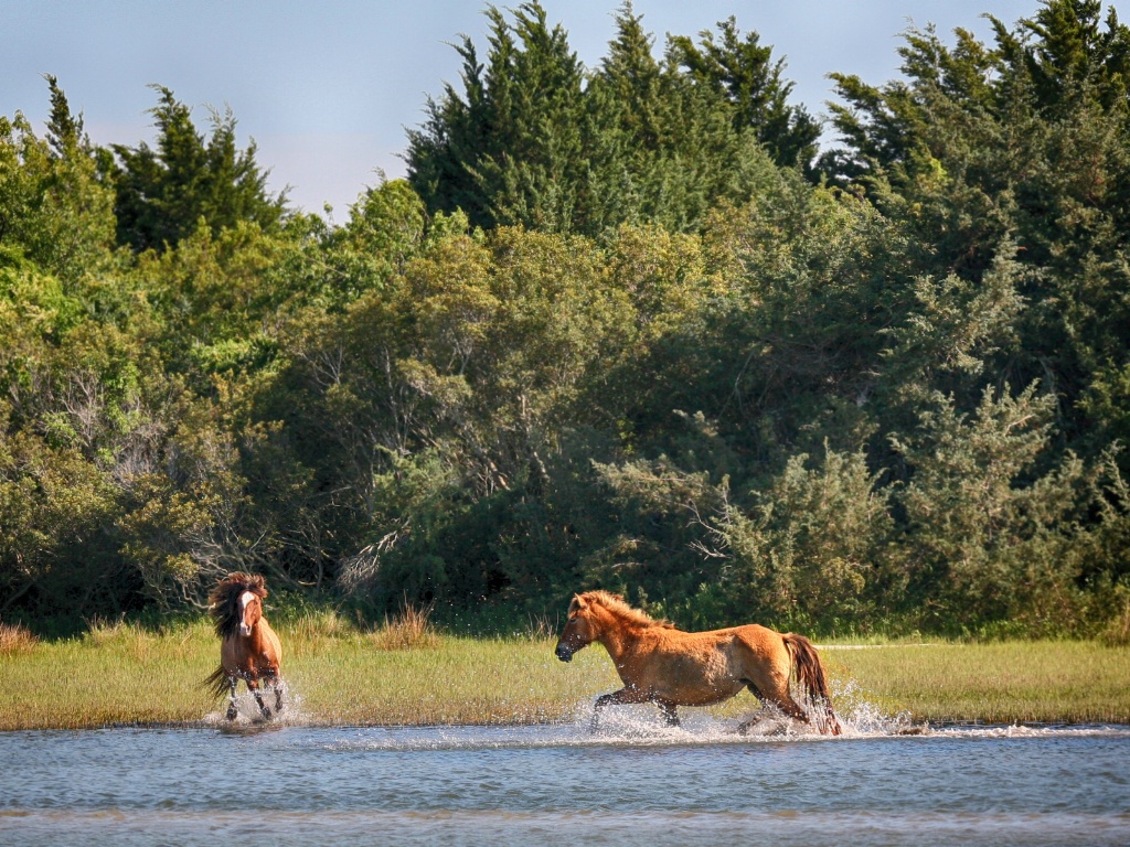 Wild Mustangs of Shackleford Banks