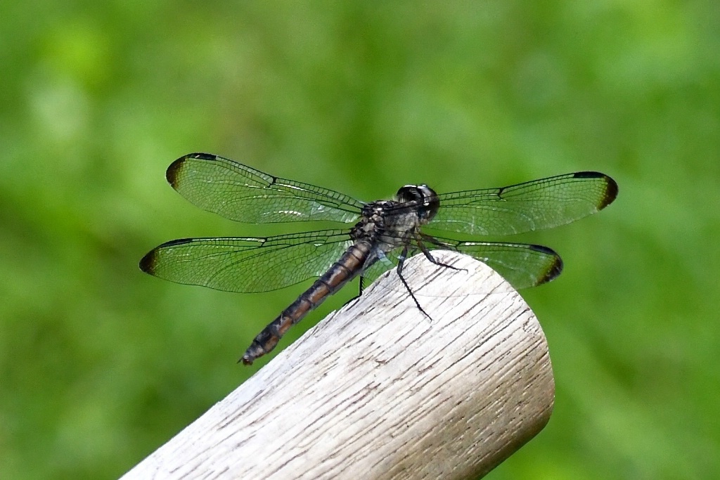 Dragon Fly Passing By