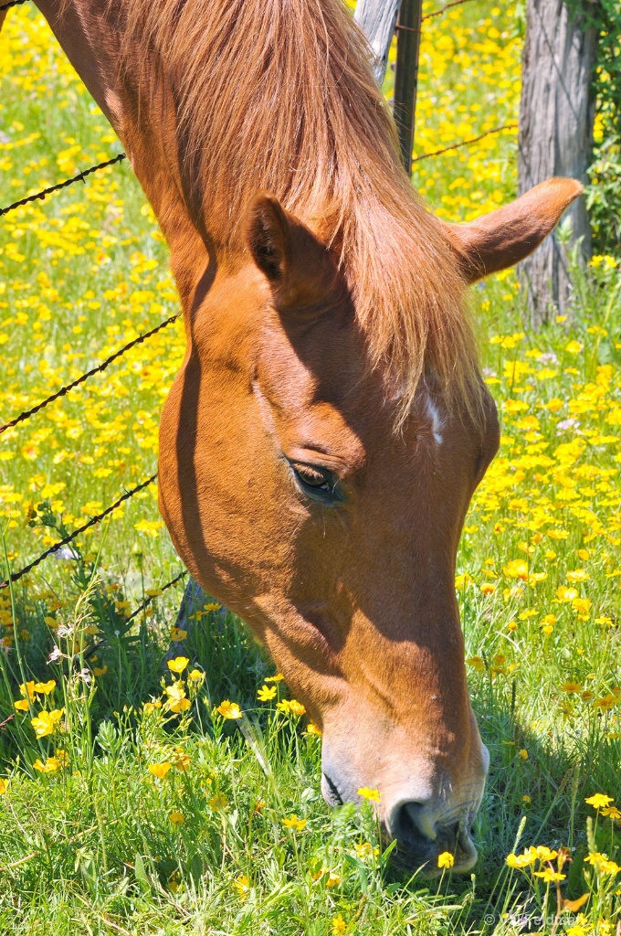 Wildflower Munching