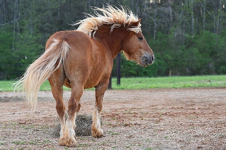 Windblown