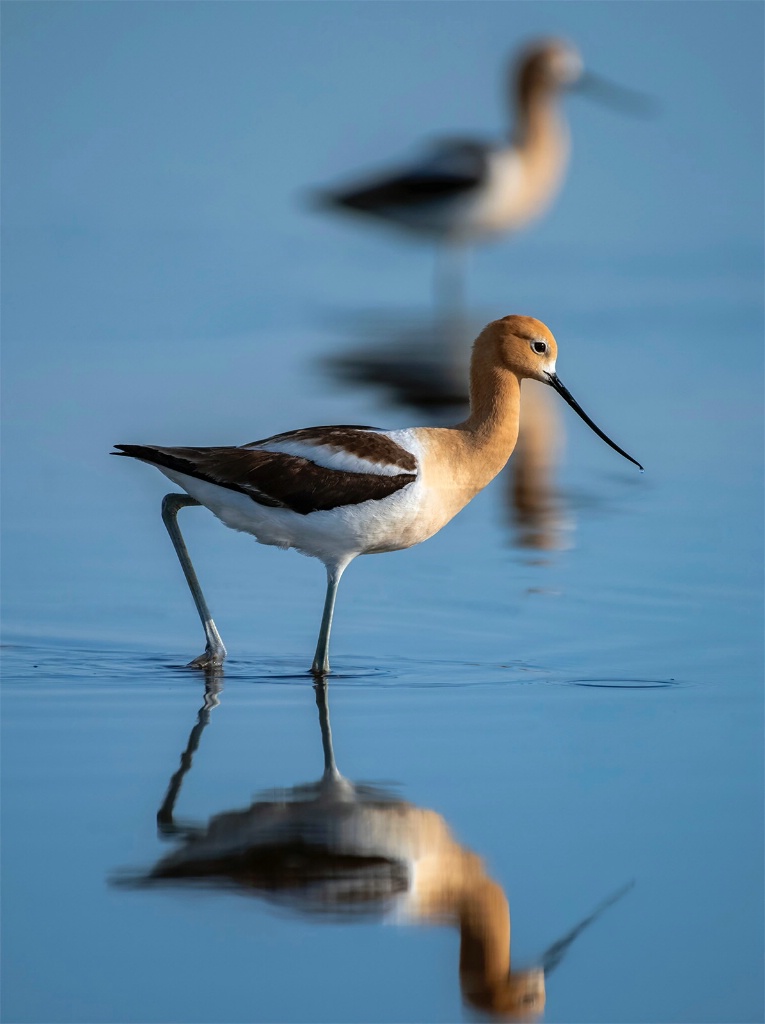 American Avocets 