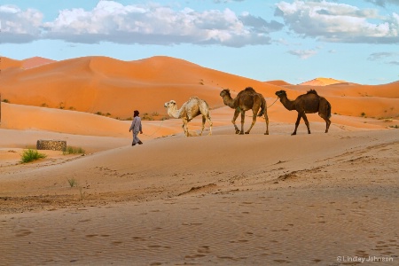 Three Camels on the Sahara