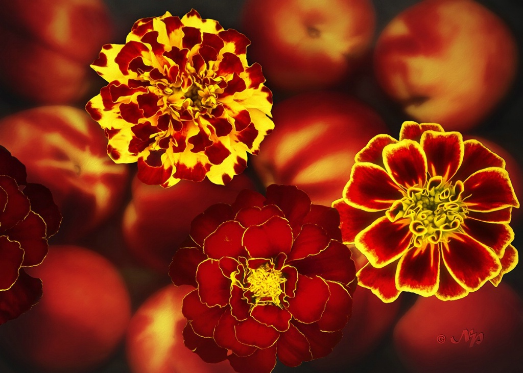 3 peachy marigolds