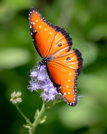 Queen Spreading Her Wings