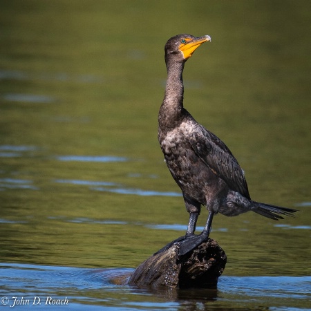 Double Crested Cormorant