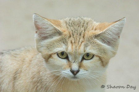 Sand Cat