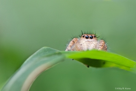 Just Hanging Out on a Leaf 