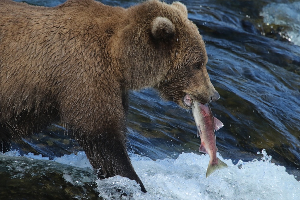 Salmon for Supper