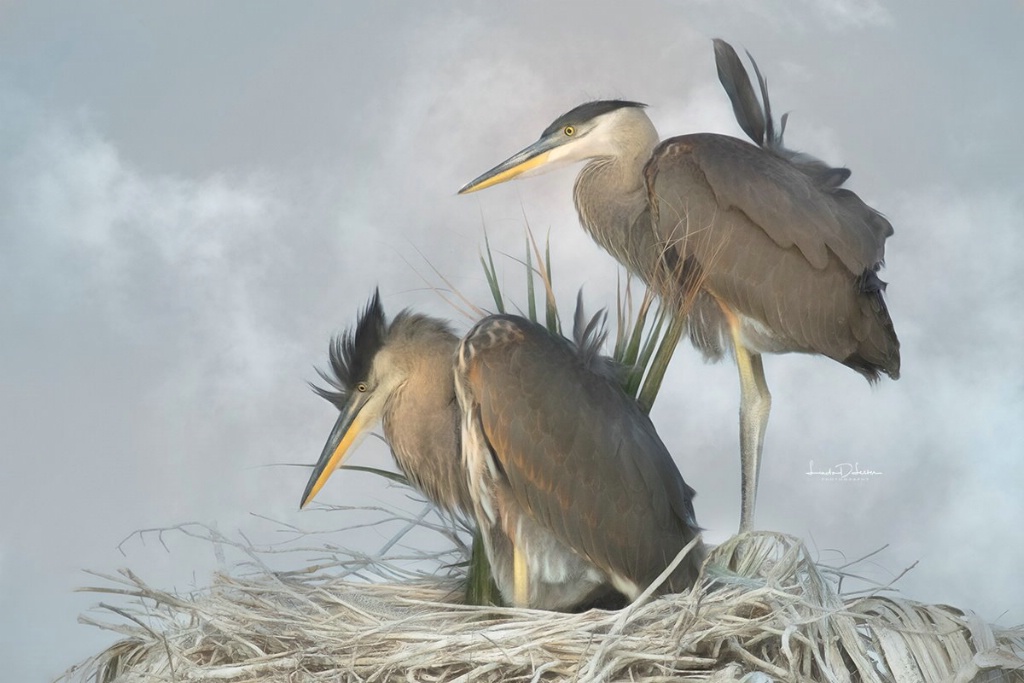 Sibling Blue Herons