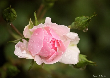 Raindrops on Roses